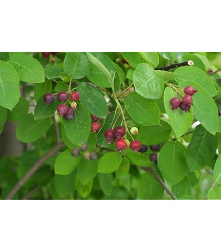 Amazon.co.jp: ジューンベリー苗 リージェントジューンべリー苗